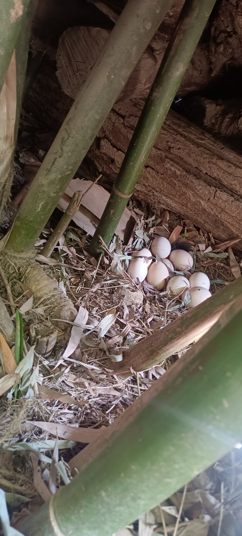 散养土鸡，云玉溪高原散养土鸡，可邮寄发货，货源稳定质优。
