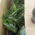 泰国垂丝茉莉花花期长带花丝稀有花卉室内垂吊