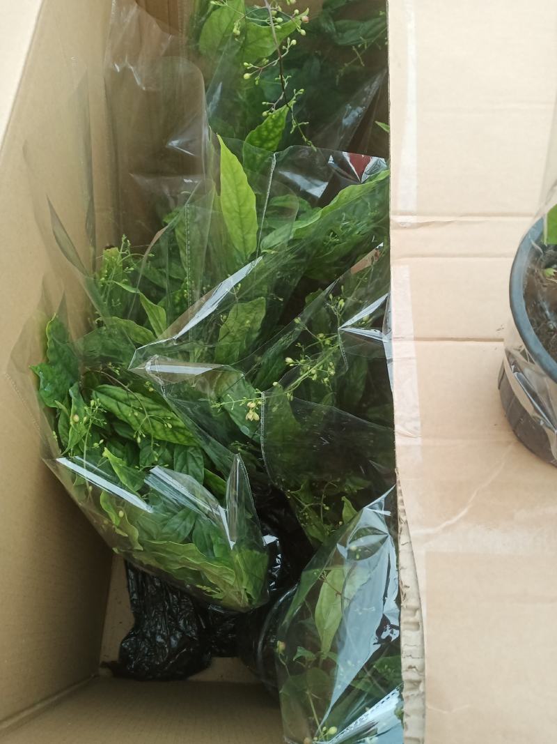泰国垂丝茉莉花花期长带花丝稀有花卉室内垂吊