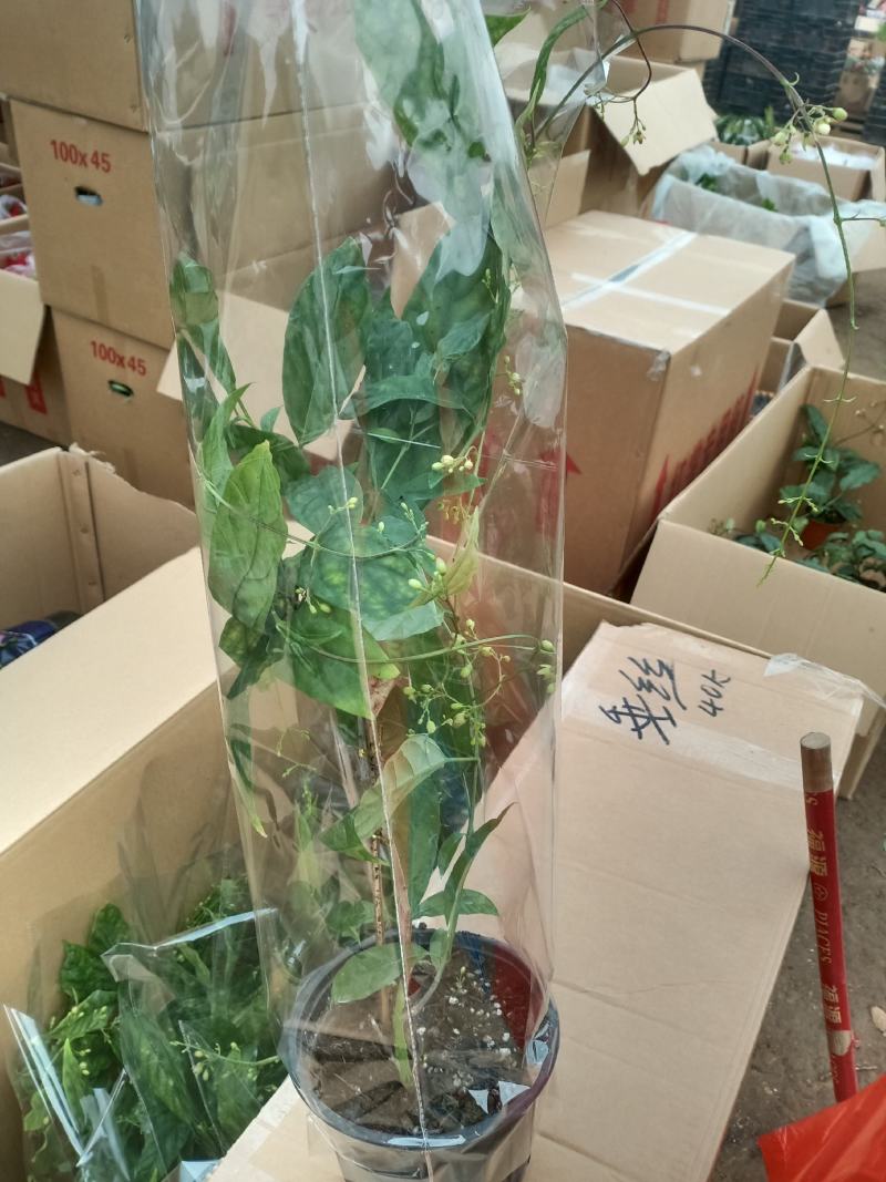 泰国垂丝茉莉花花期长带花丝稀有花卉室内垂吊
