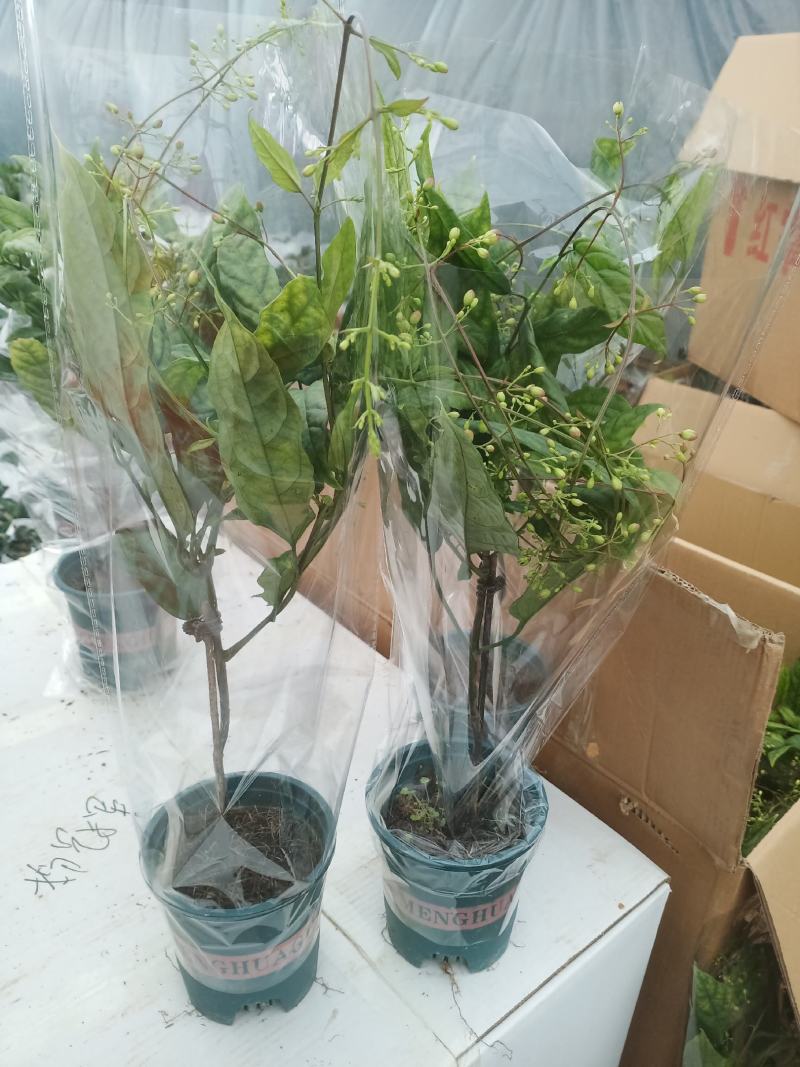 泰国垂丝茉莉花花期长带花丝稀有花卉室内垂吊
