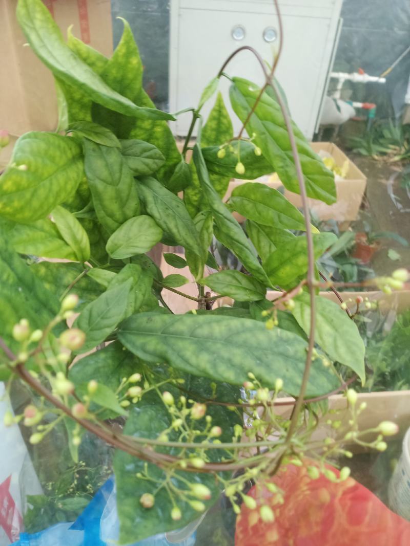 泰国垂丝茉莉花花期长带花丝稀有花卉室内垂吊
