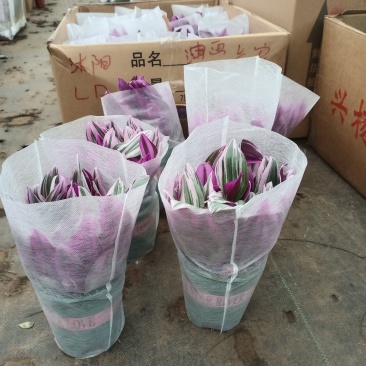 婚礼油画吊兰苗情如图加仑盆发货价格18.8