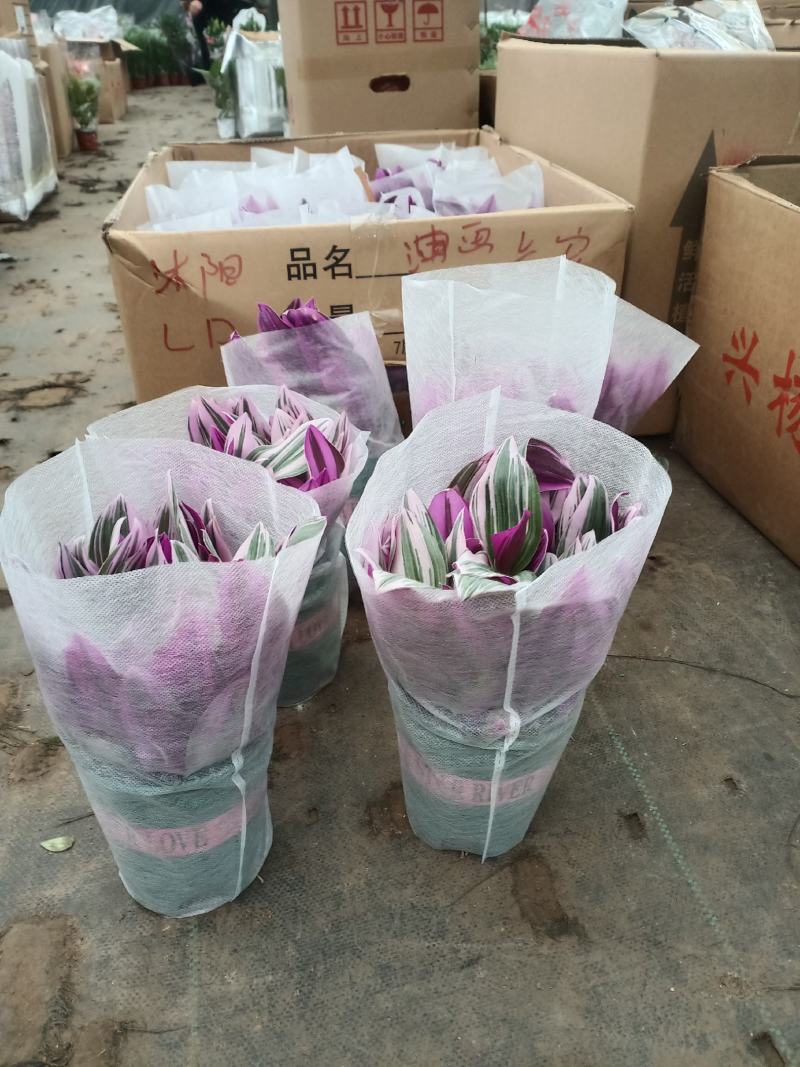 婚礼油画吊兰苗情如图加仑盆发货价格18.8