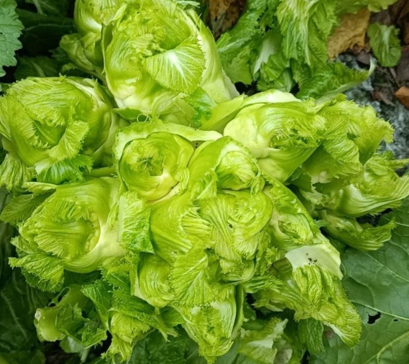 儿菜大量有货！需要联系