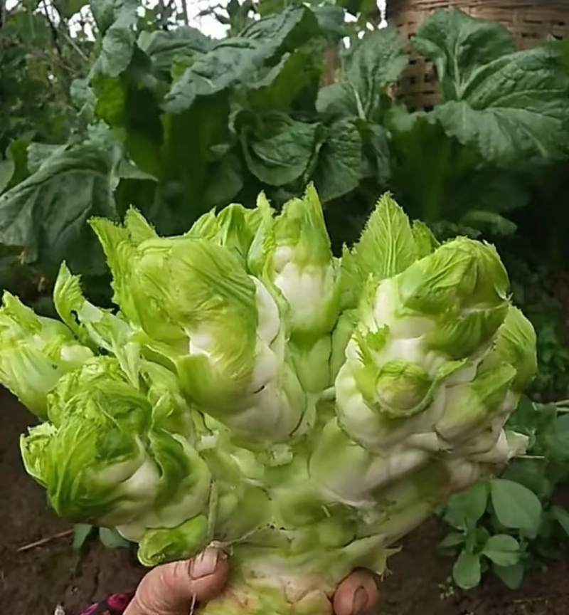 儿菜大量有货！需要联系