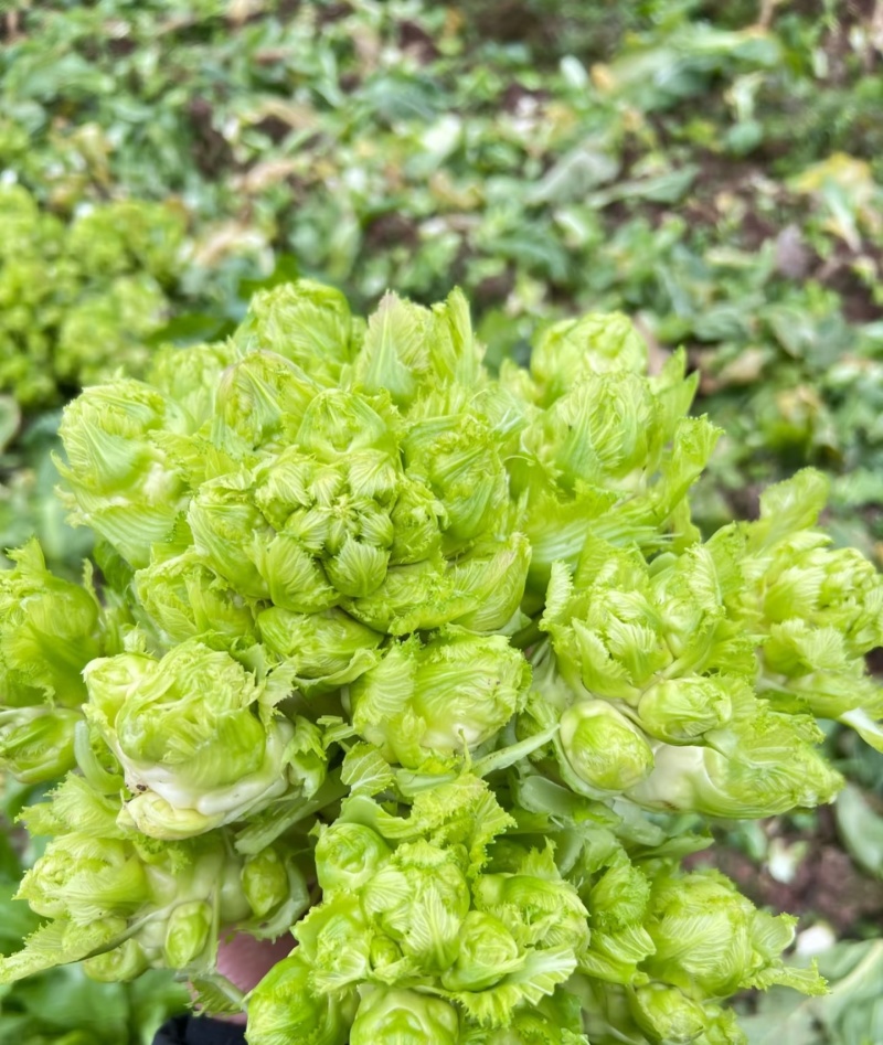 儿菜大量有货！需要联系