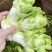 儿菜大量有货！需要联系