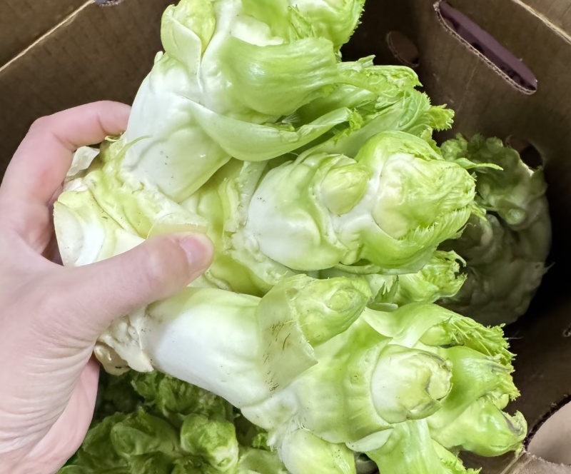 儿菜大量有货！需要联系