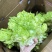 儿菜大量有货！需要联系