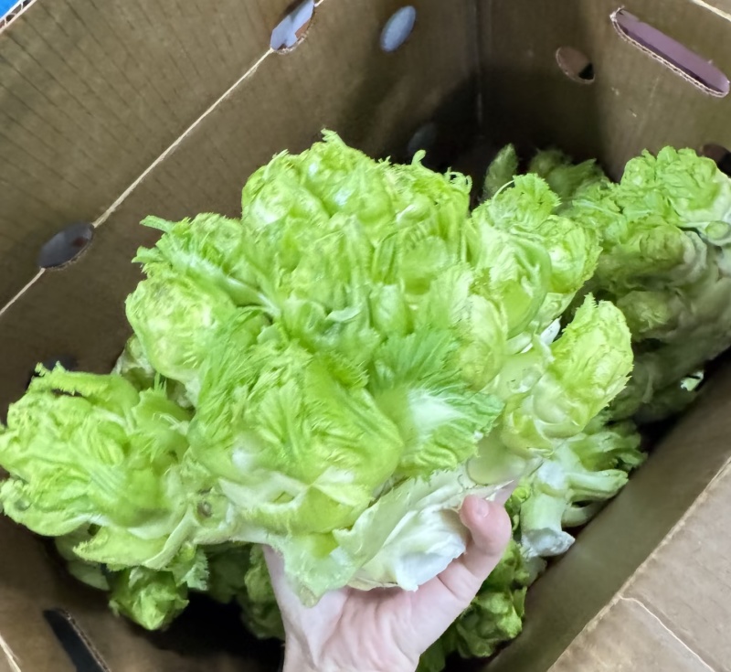 儿菜大量有货！需要联系