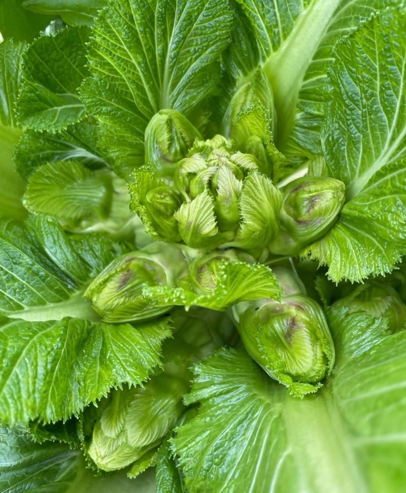 儿菜大量有货！需要联系