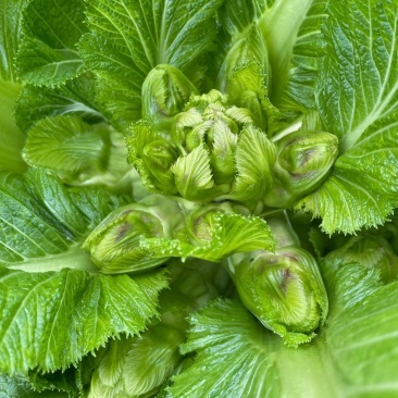 儿菜大量有货！需要联系