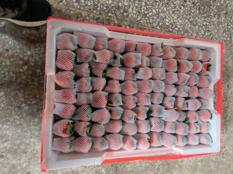 江苏徐州宁玉草莓，大量供应对接市场全国代发