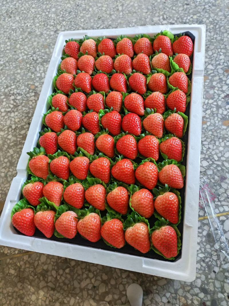 江苏徐州宁玉草莓，大量供应对接市场全国代发