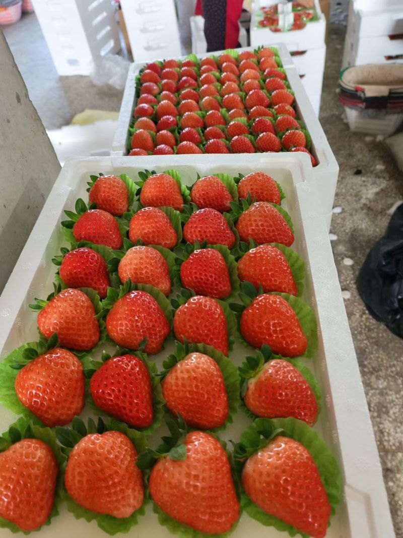 江苏徐州宁玉草莓，大量供应对接市场全国代发