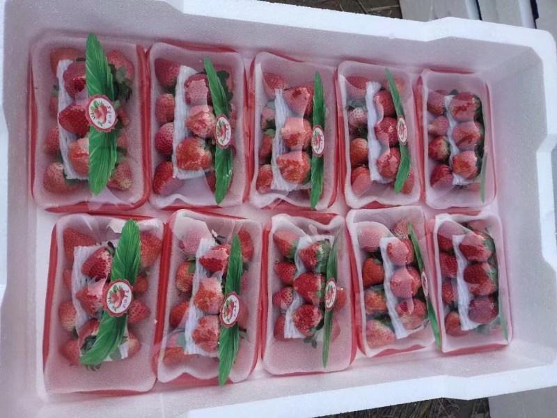 江苏徐州宁玉草莓，大量供应对接市场全国代发