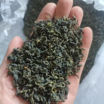 正宗日照绿茶秋茶品质保证服务周到产地直发价格美丽