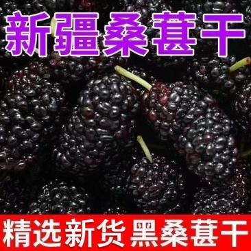 ：【精选新果干500克】净重免洗【新货桑葚干】新疆特产
