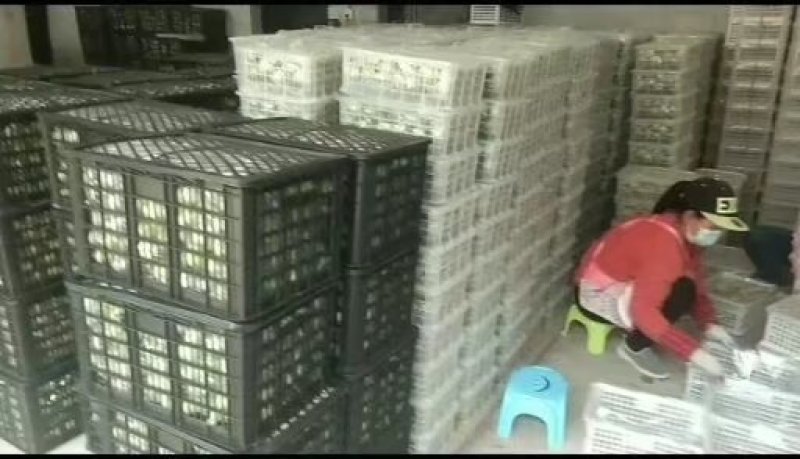 广西平南青枣大量上市了欢迎各位老板来电咨询，可以代发，，谢谢