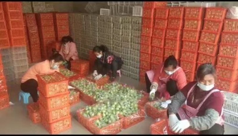 广西平南青枣大量上市了欢迎各位老板来电咨询，可以代发，，谢谢