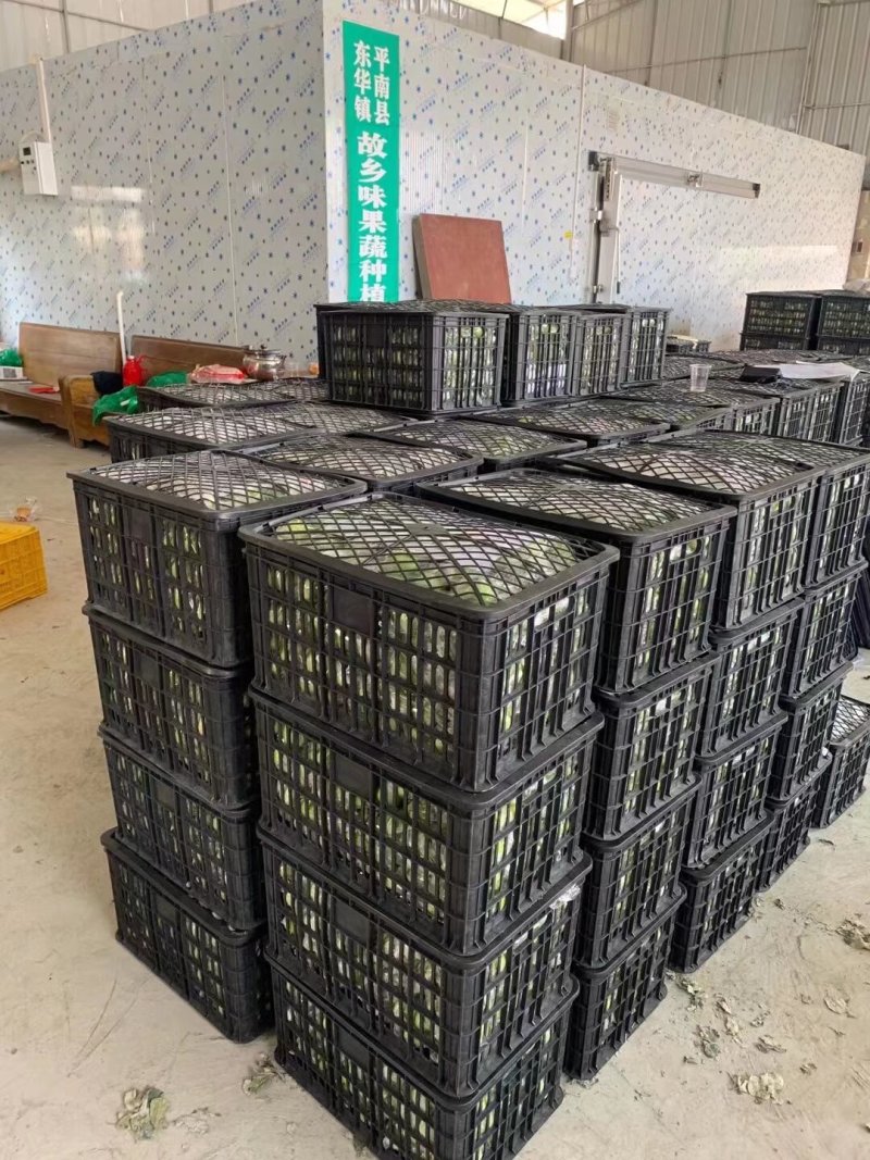 广西平南青枣大量上市了欢迎各位老板来电咨询，可以代发，，谢谢