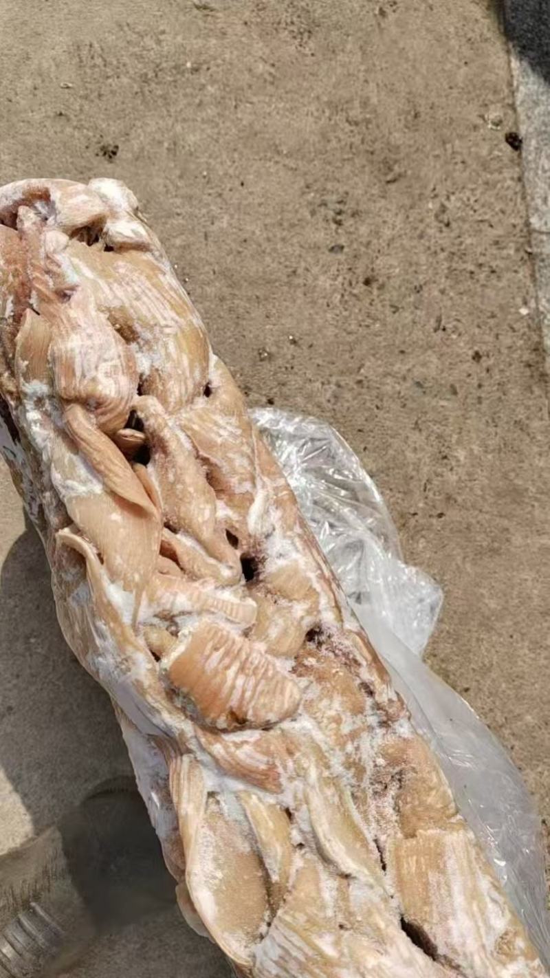 牛小肠，牛大肠，一件起发，量大从优，各类肉食品批发