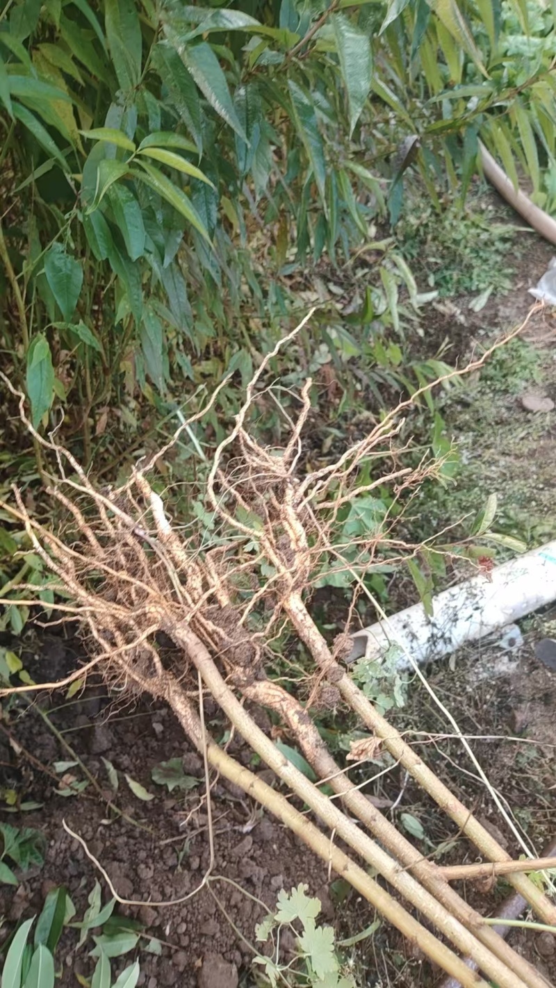 实生毛桃苗