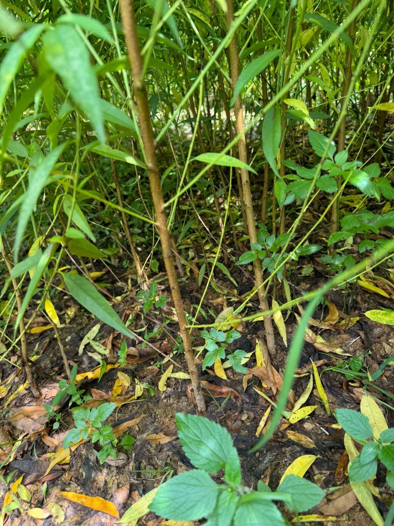 实生毛桃苗