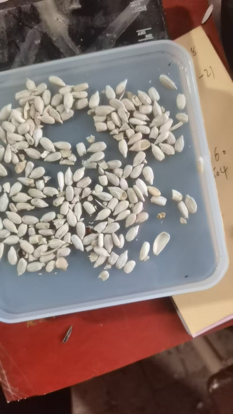色选炒货，鸽子粮，油料食葵格瑞568