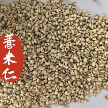 薏米仁药食同源大量有货可搭配其它品种