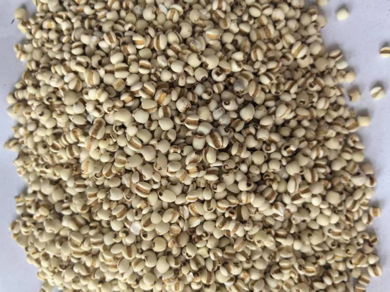 薏米仁药食同源大量有货可搭配其它品种