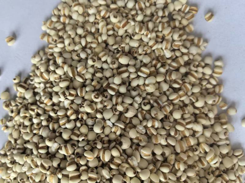 薏米仁药食同源大量有货可搭配其它品种