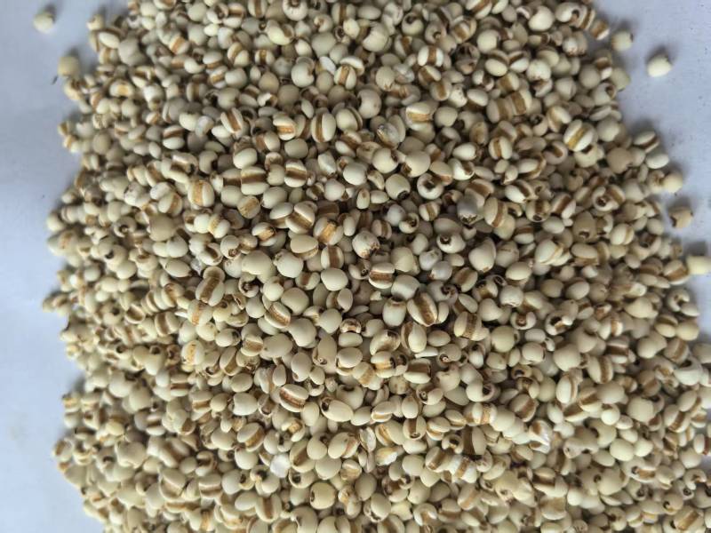 薏米仁药食同源大量有货可搭配其它品种
