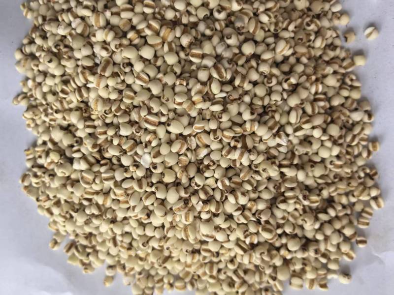 薏米仁药食同源大量有货可搭配其它品种