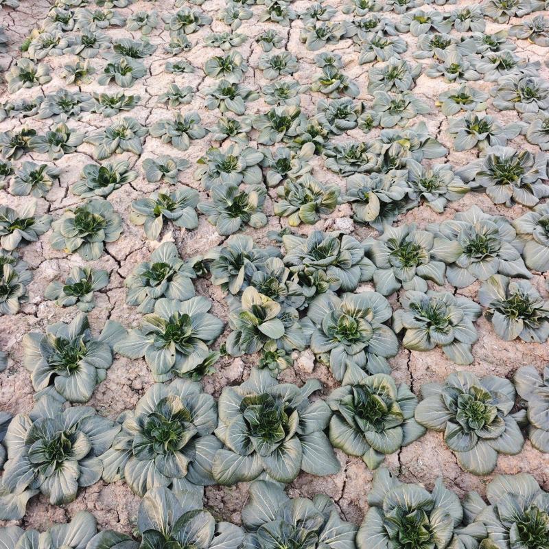如皋黑塌菜国家地理标志农产品