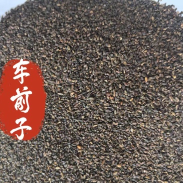 车前子正品无硫车前子过风车干净无杂质，实物拍