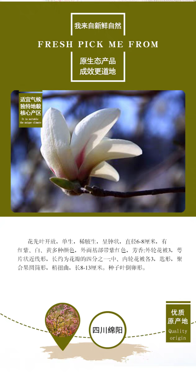 包邮）辛夷花500g木笔木兰农家无硫卤肉烧菜火锅烧烤香料