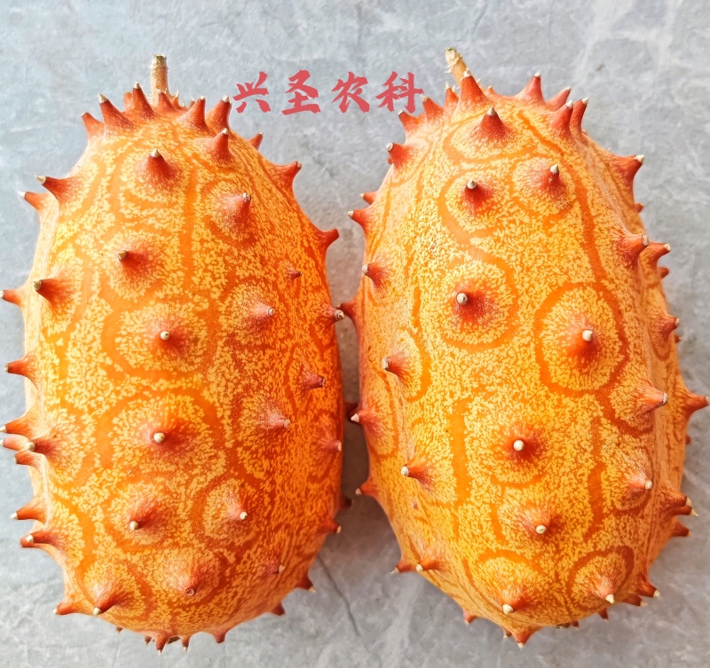 火星果刺角瓜0.5斤以上
