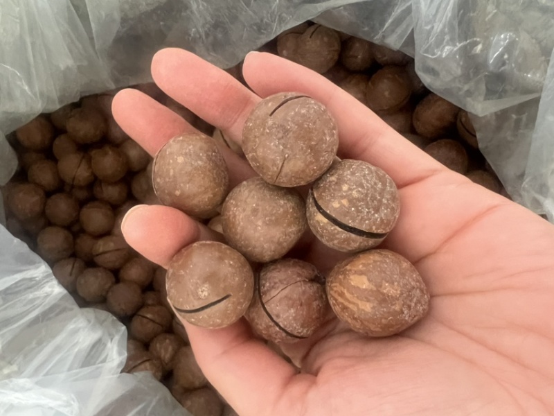 新货夏威夷果奶香味