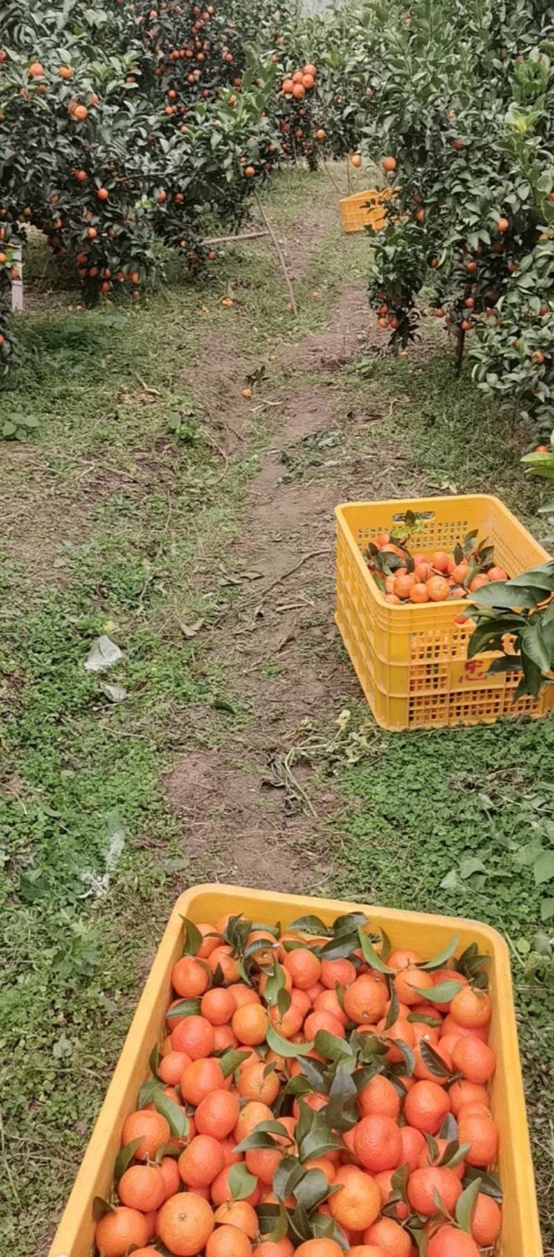 正鸿果业桂林沙糖桔产地代办代发全国可视频看货