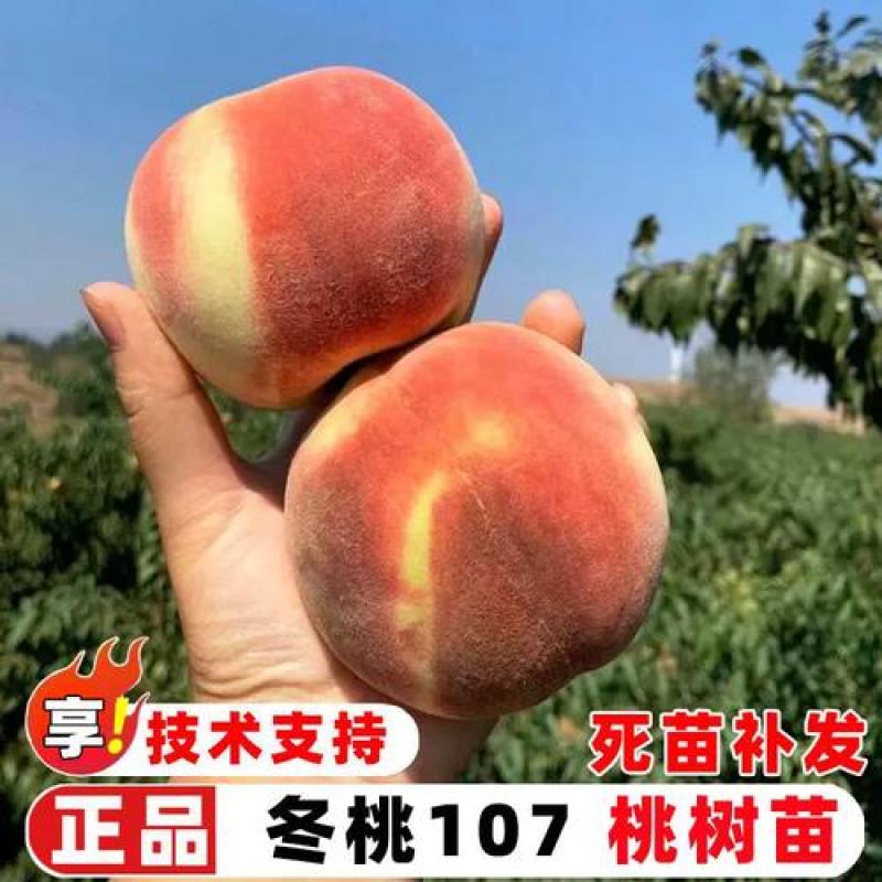 果园直发桃树苗晚熟107冬桃傲雪冬桃嫁接苗包对版成活率