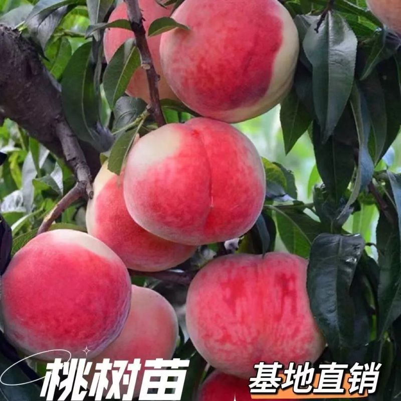 果园直发桃树苗晚熟107冬桃傲雪冬桃嫁接苗包对版成活率