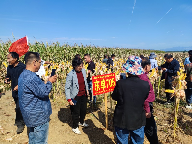东单705，高抗高产玉米种，大品牌有保障。