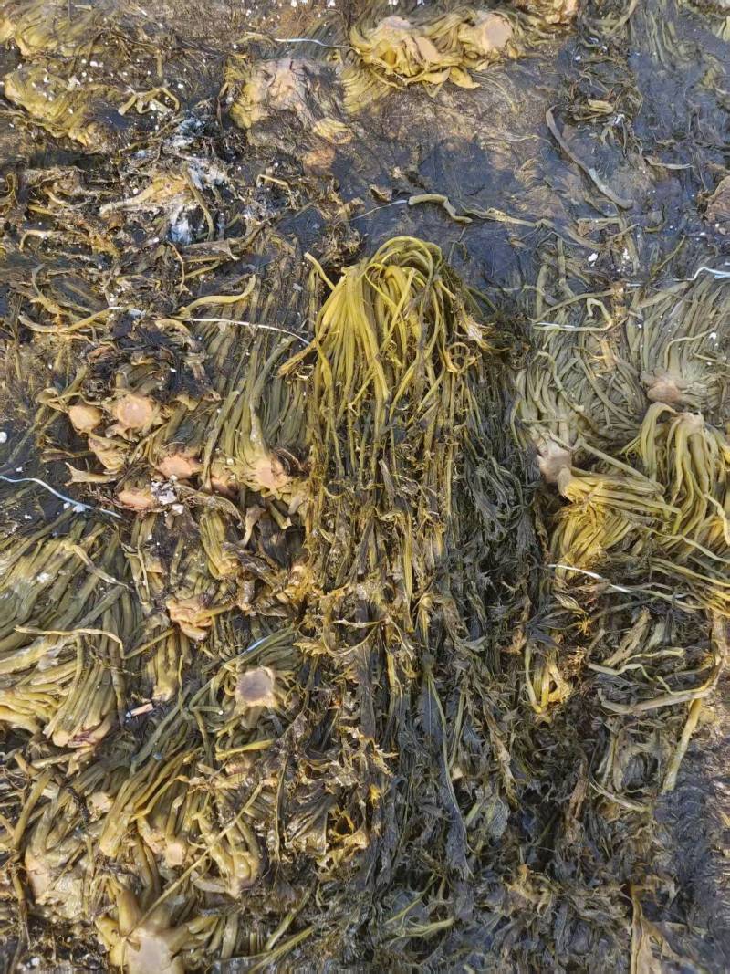 精品腌制雪里红大叶及小叶，可对接各大工厂及市场，货量充足