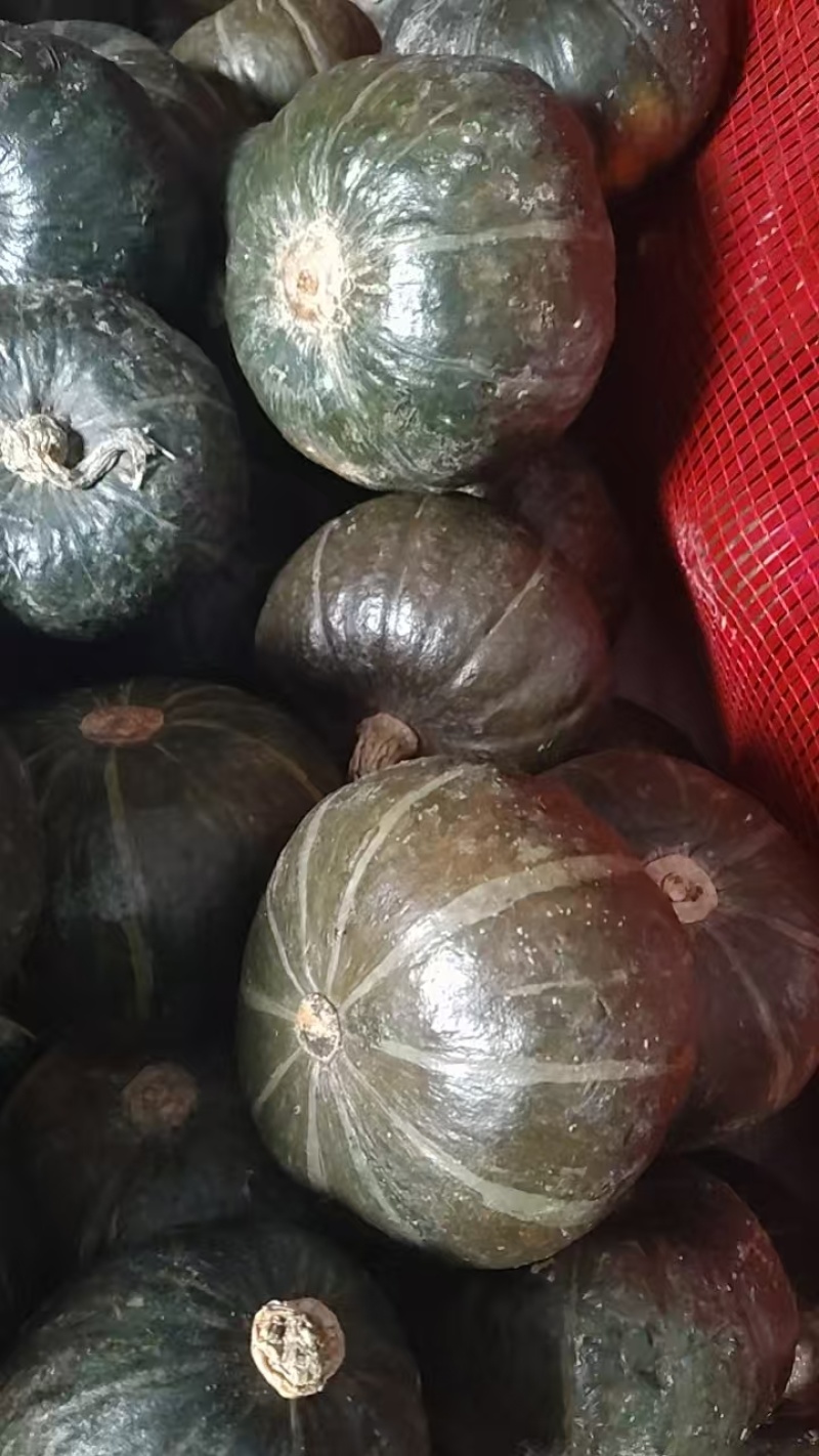 正宗贝贝南瓜甜糯新鲜蔬菜宝宝辅食可批发可一件代发！量大优