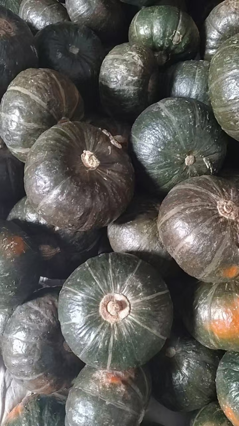 正宗贝贝南瓜甜糯新鲜蔬菜宝宝辅食可批发可一件代发！量大优