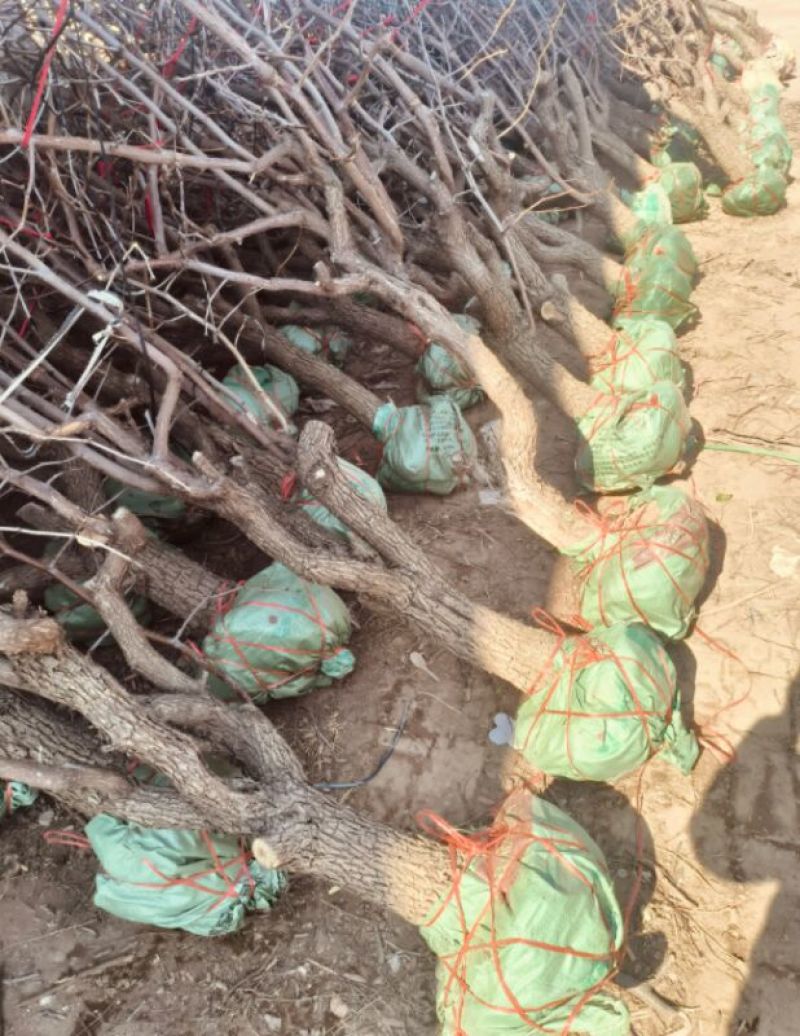 沾化冬枣树苗，苗圃直供价格低，品种纯正技术指导量大