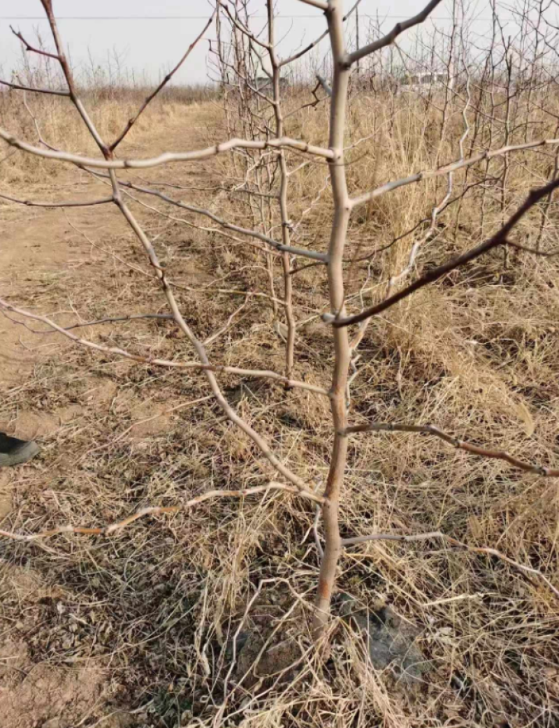 沾化冬枣树苗，苗圃直供价格低，品种纯正技术指导量大