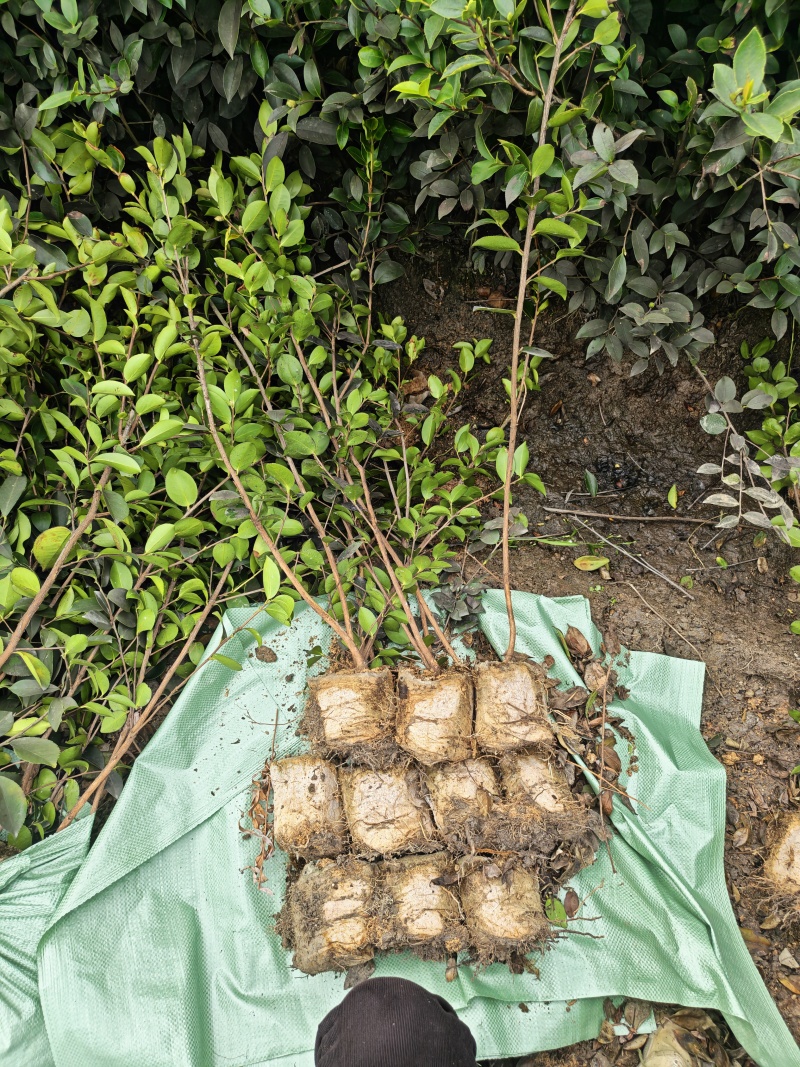 高产嫁接油茶苗